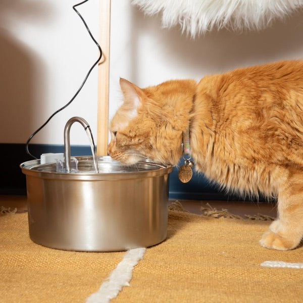 Customer photo — senior cat drinking from the fountain